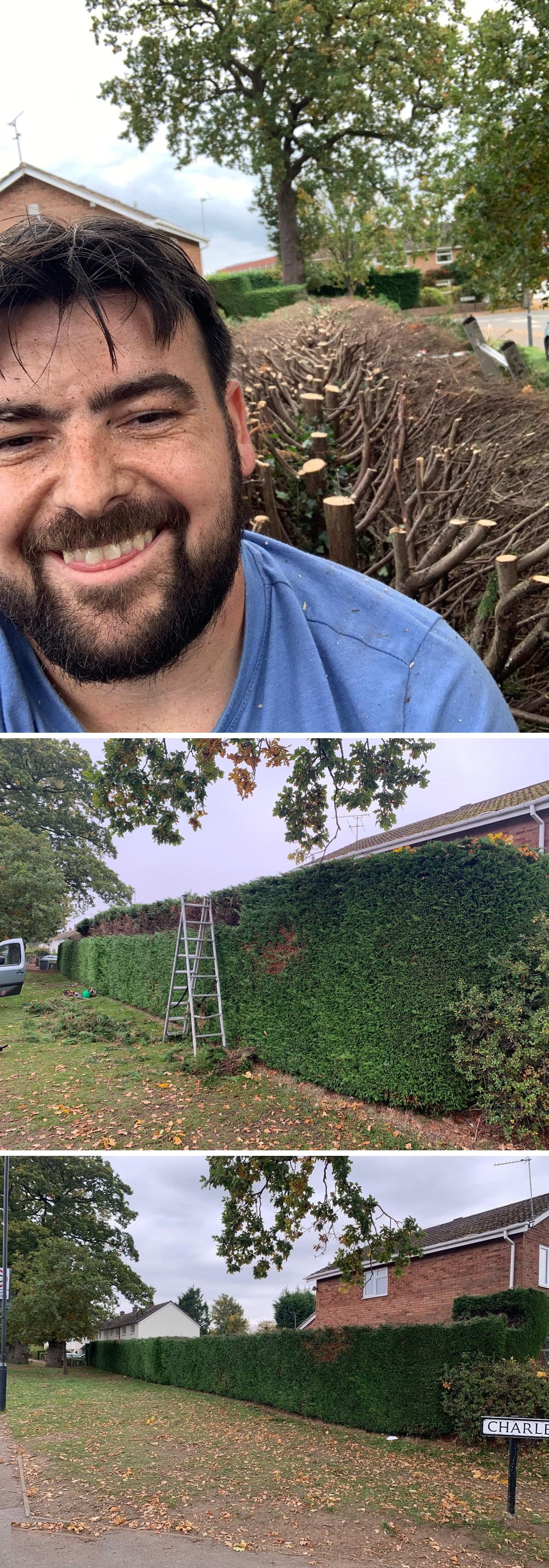 Mature garden hedge neatly topped and shaped
